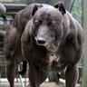 junedog