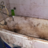 Bath Brew